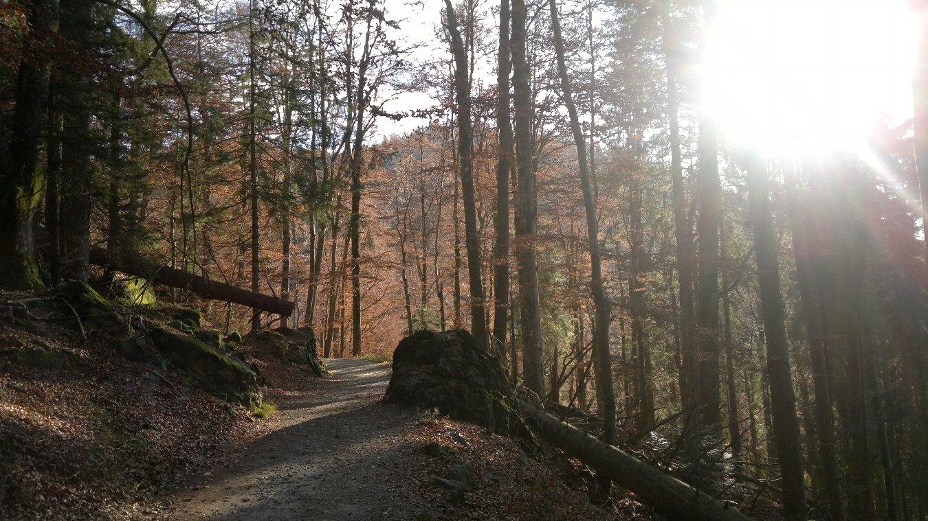 Herbstliche Waldwege am Großen Arber.