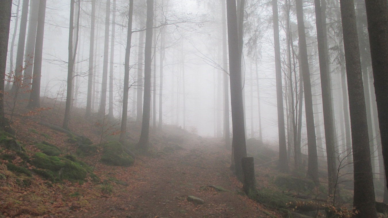 Dichte Nebelschwaden im Bayerischen Wald.