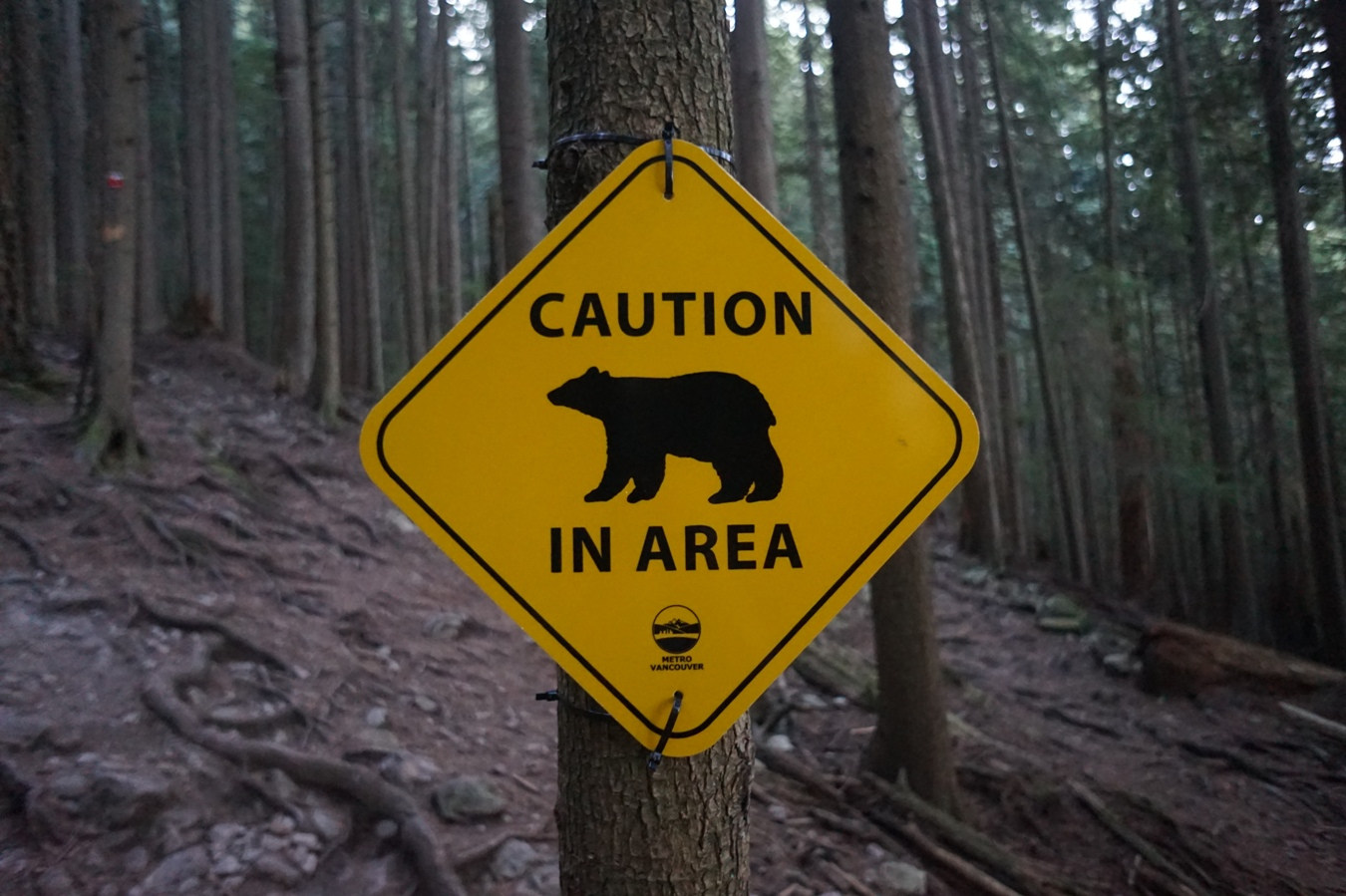 Bären-Warnung am Grouse Mountain.