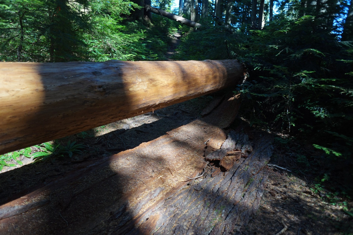 Umgefallene Bäume auf dem Lynn Ridge Trail.