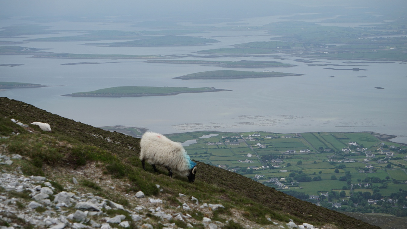 Ein Mayo Blackface Schaf am Croagh Patrick.