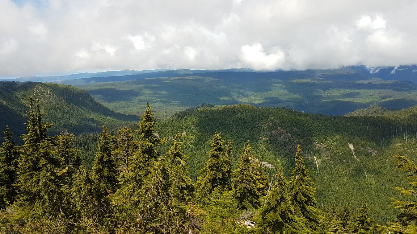 Der Blick vom Gipfel des Mount Elphinstone über die Nadelwälder des Tetrahedron Provincial Park.