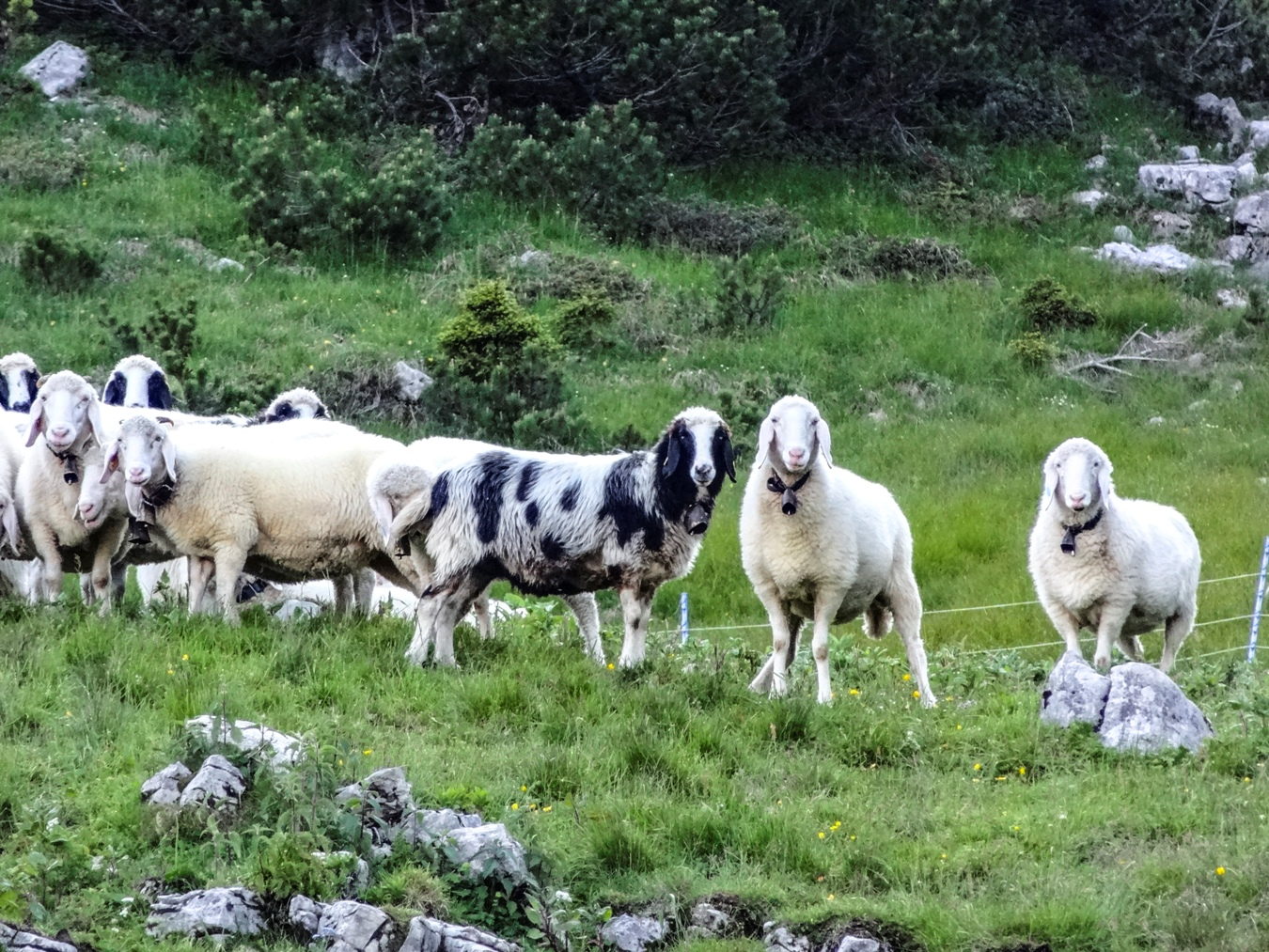 Ein paar Schafe auf der Frieder-Alm am Friederspitz im Ammergebirge.