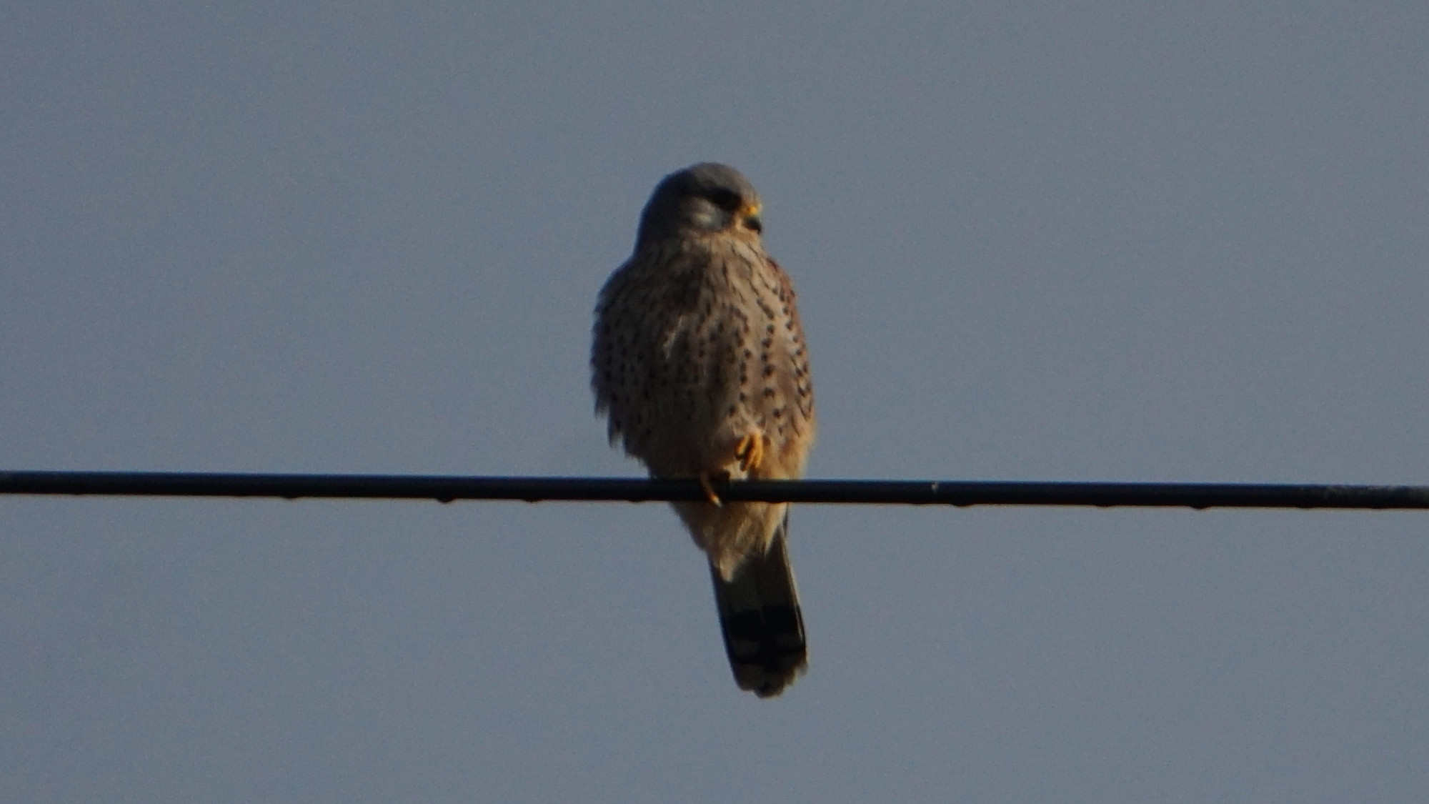 Falco tinnunculus (Turmfalke).