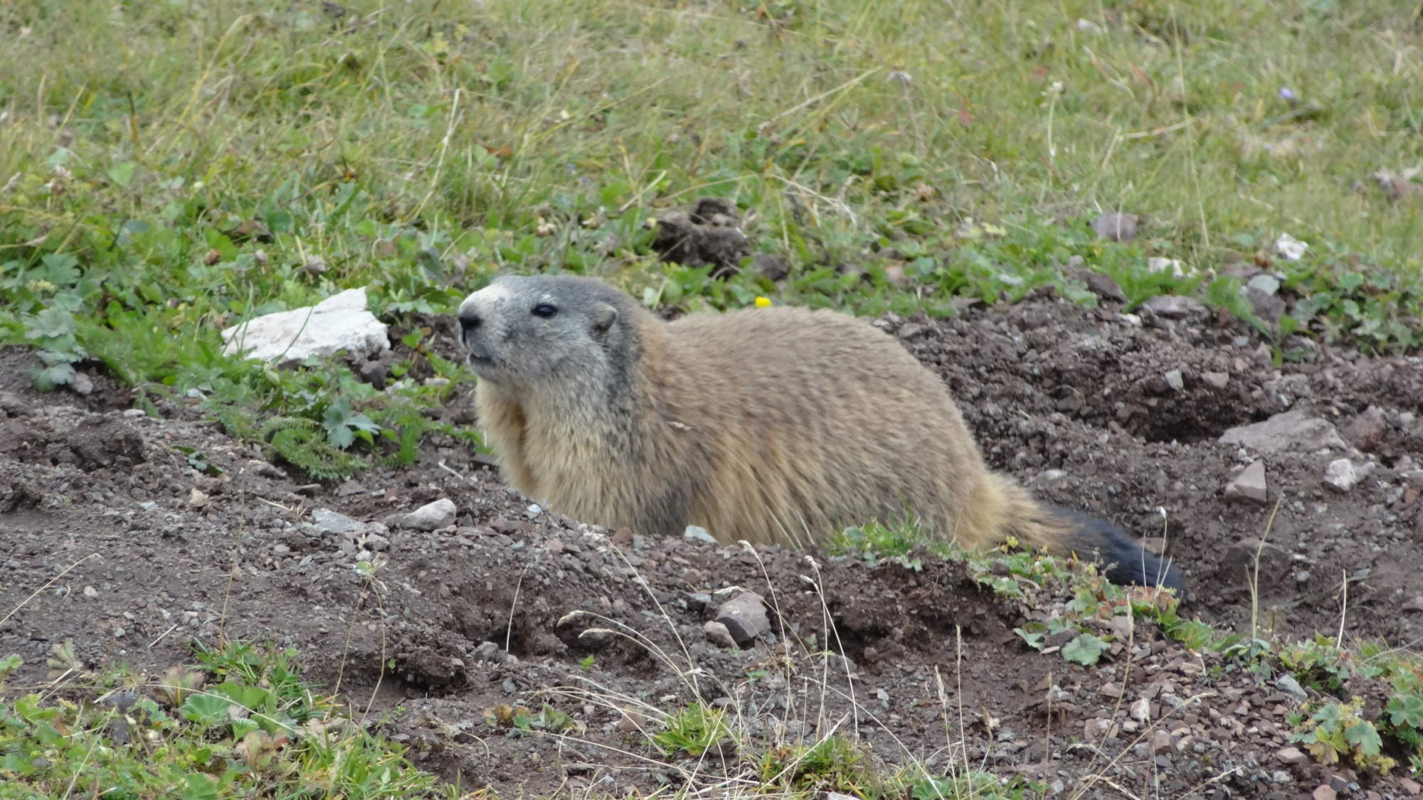 Marmota marmota (Alpenmurmeltier).
