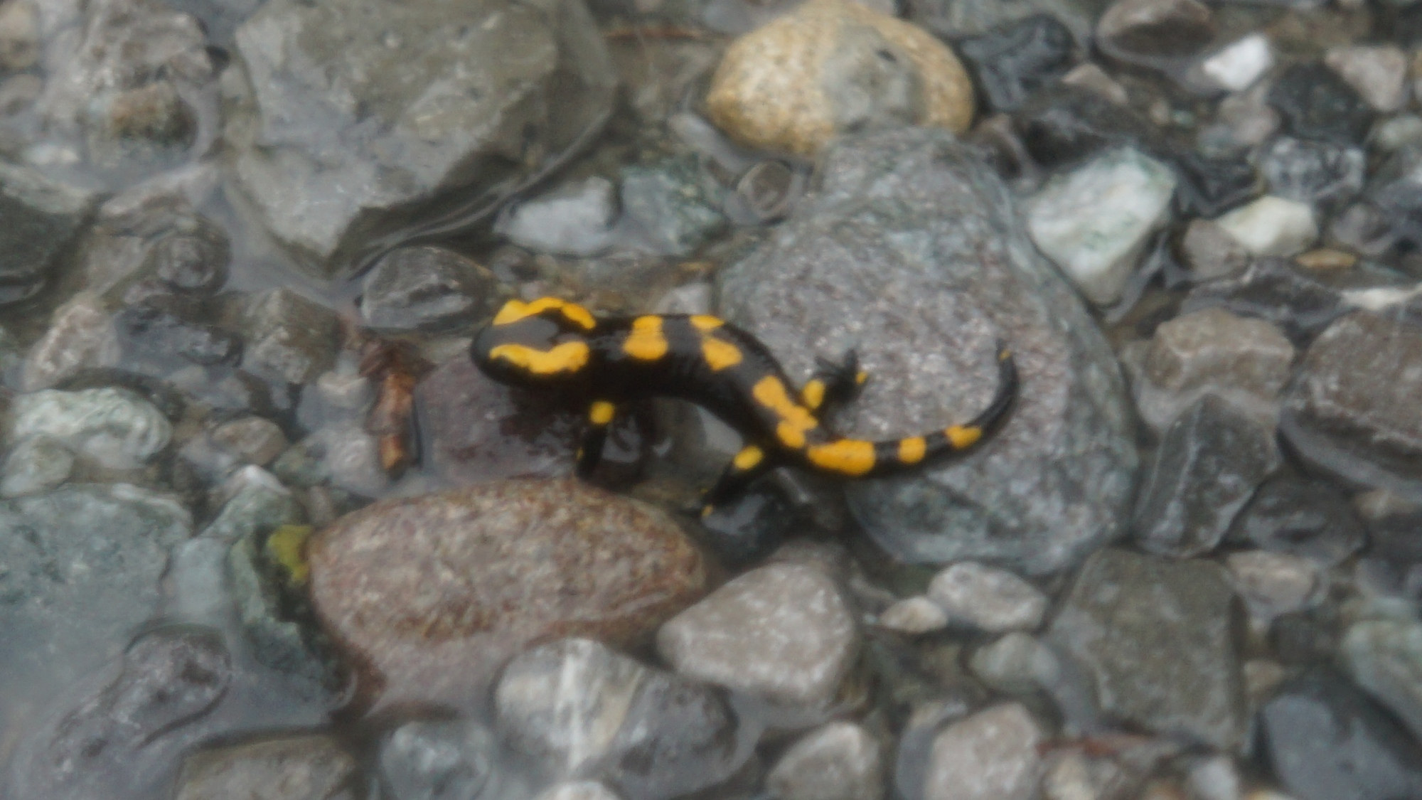 Salamandra salamandra (Feuersalamander).