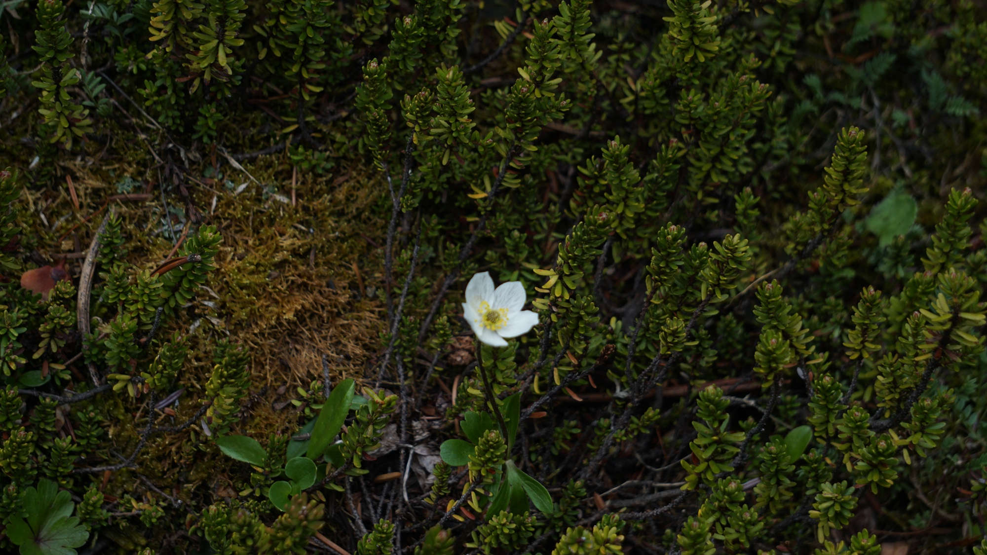 Anemone parviflora (Kleinblütige Anemone).
