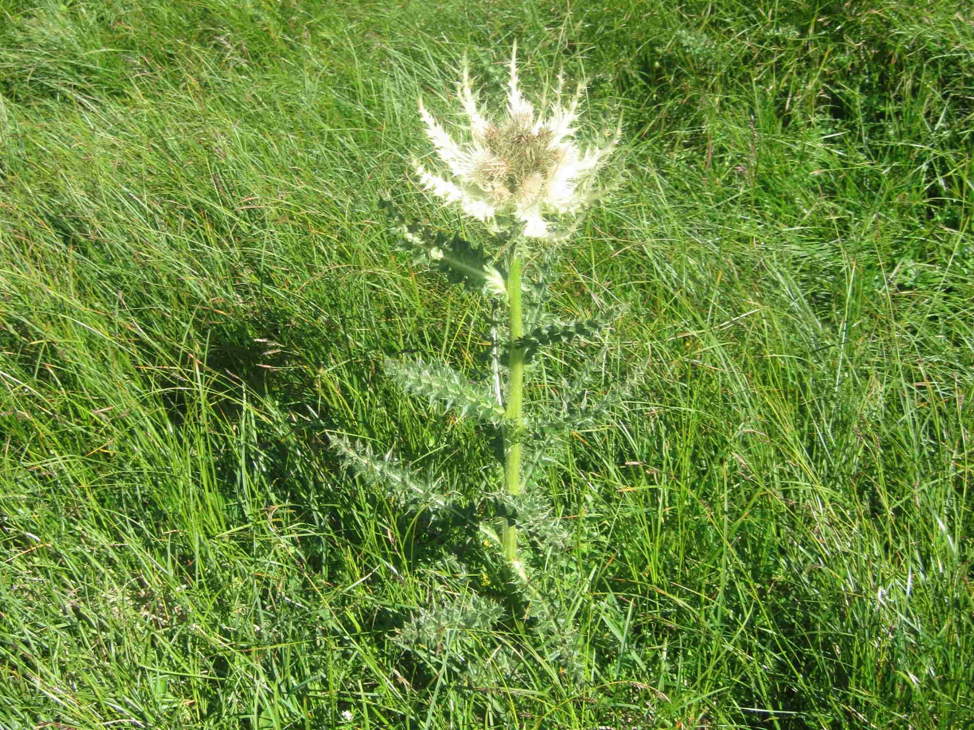 Cirsium spinosissimum (Alpen-Kratzdistel).