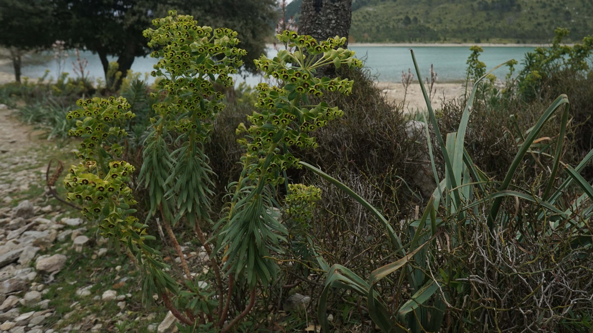 Euphorbia characias (Palisaden-Wolfsmilch).