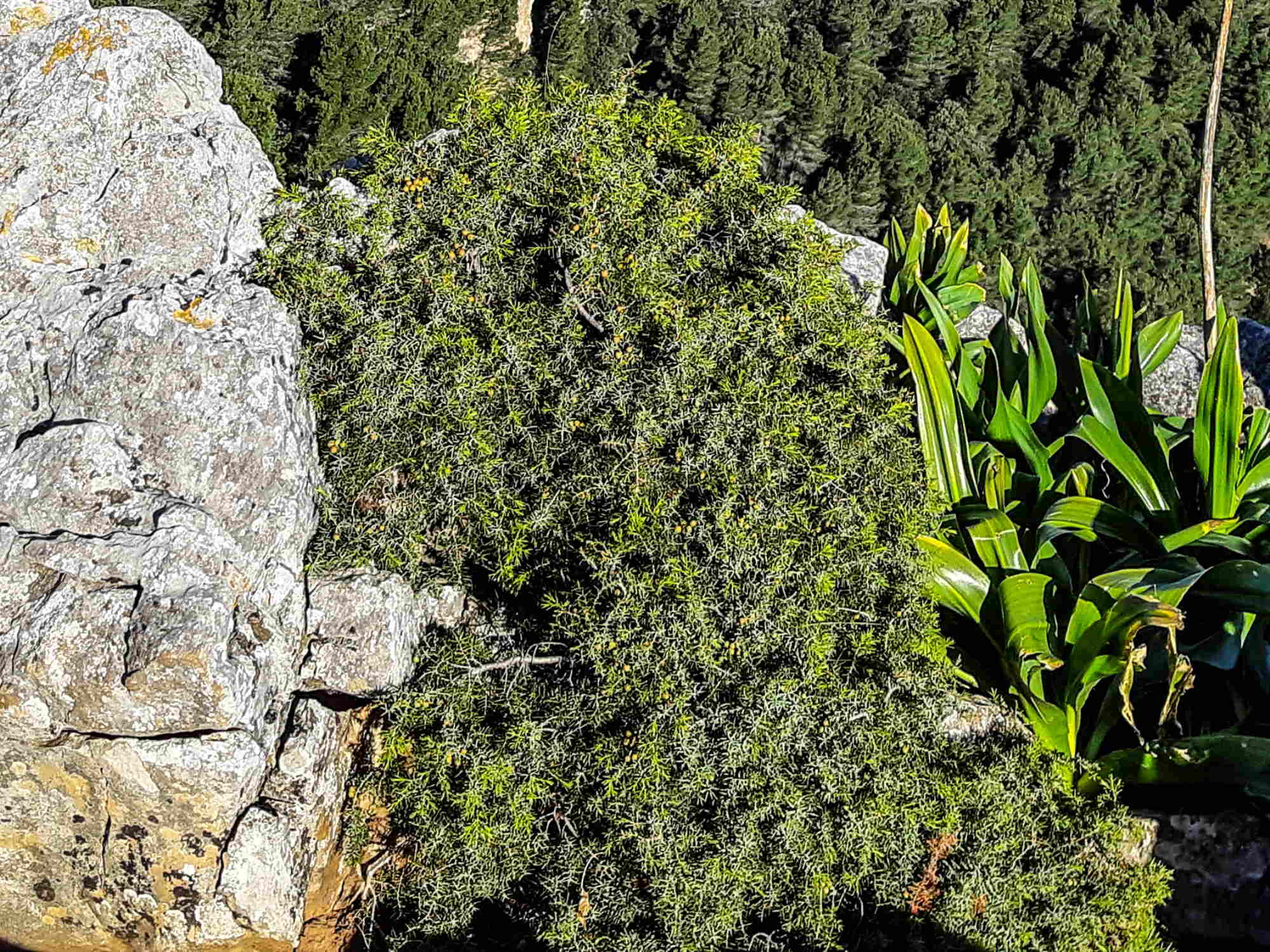 Juniperus oxycedrus (Stechwacholder).