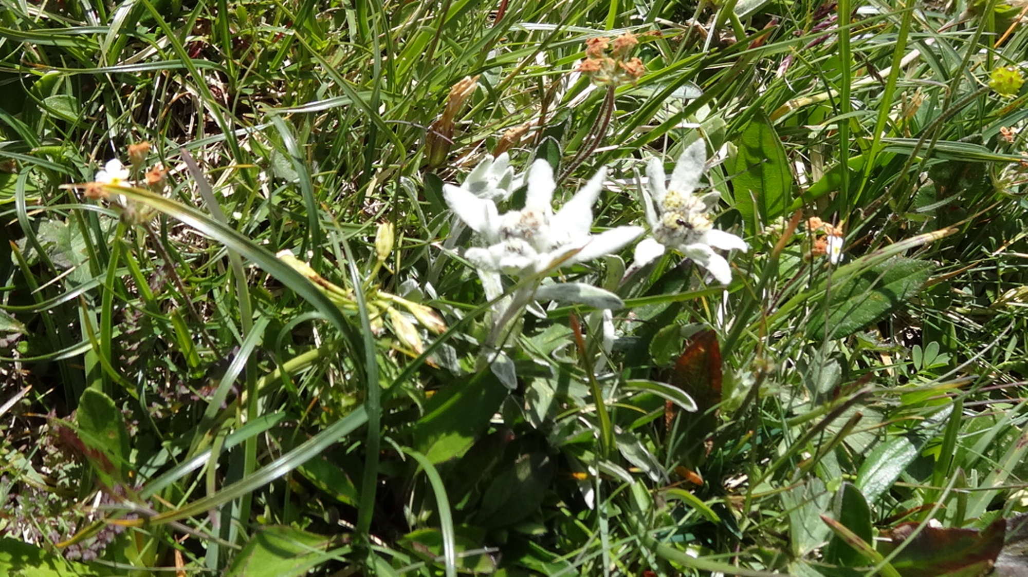 Leontopodium nivale (Alpen-Edelweiß).