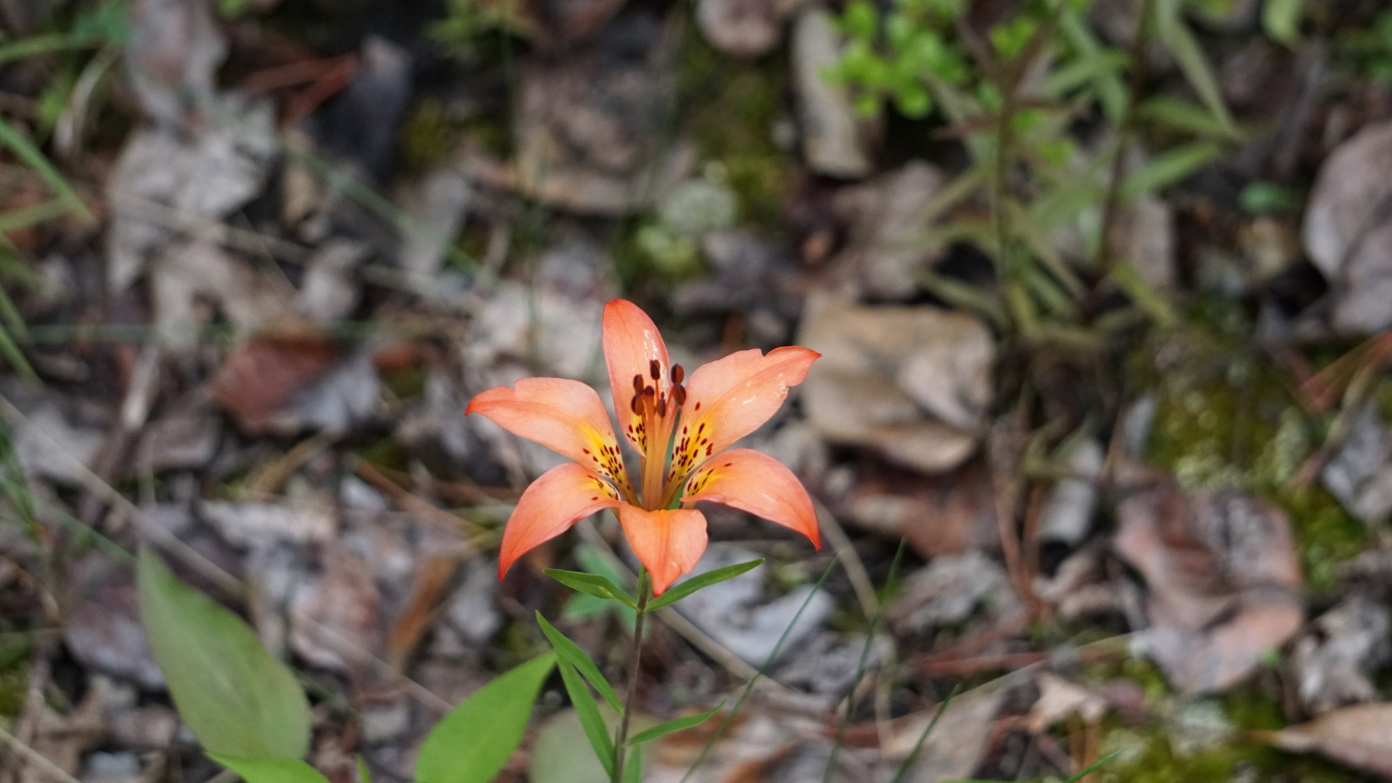 Lilium philadelphicum (Amerikanische Waldlilie).