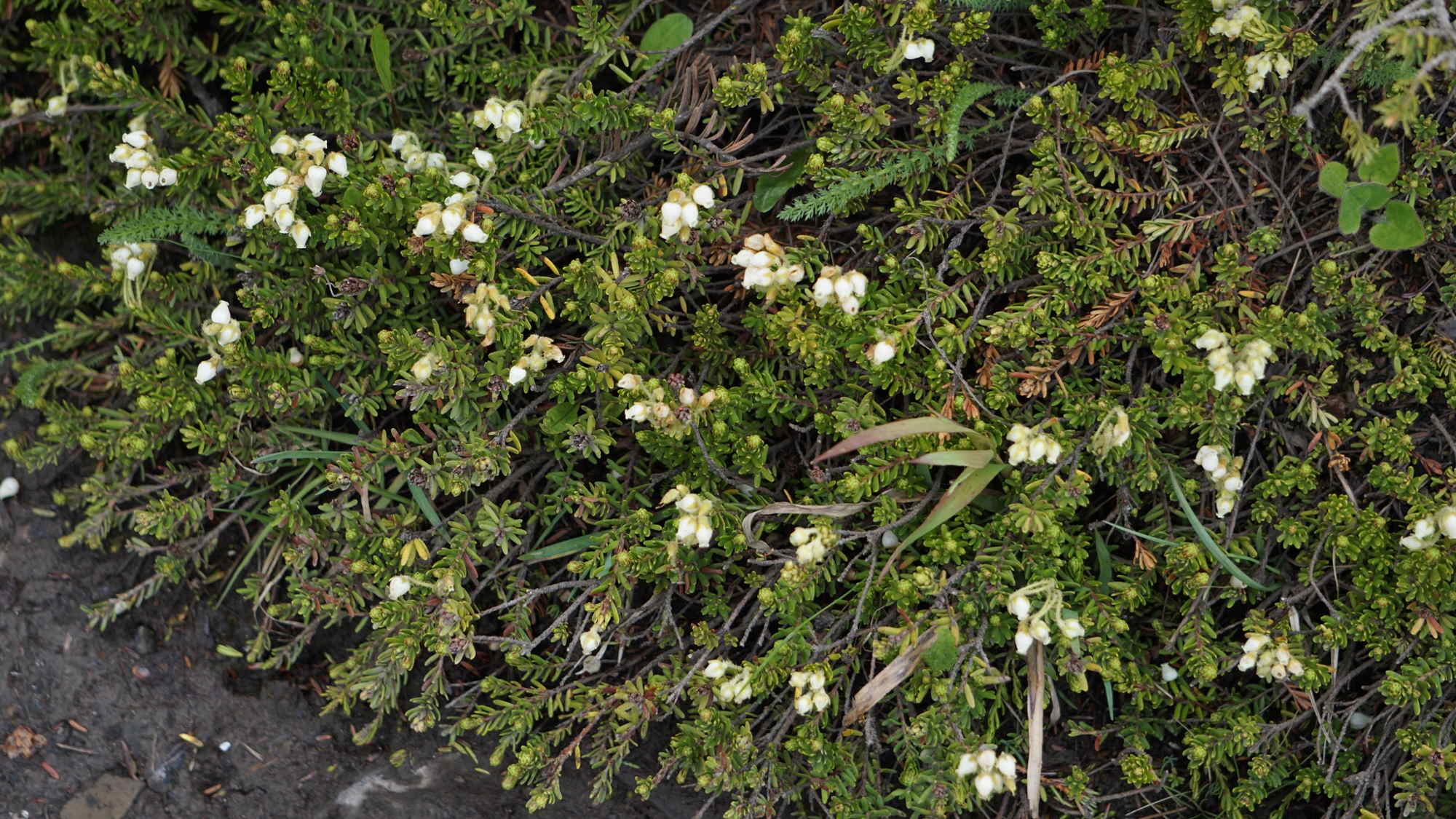 Phyllodoce glanduliflora (Gelbe Moosheide)).
