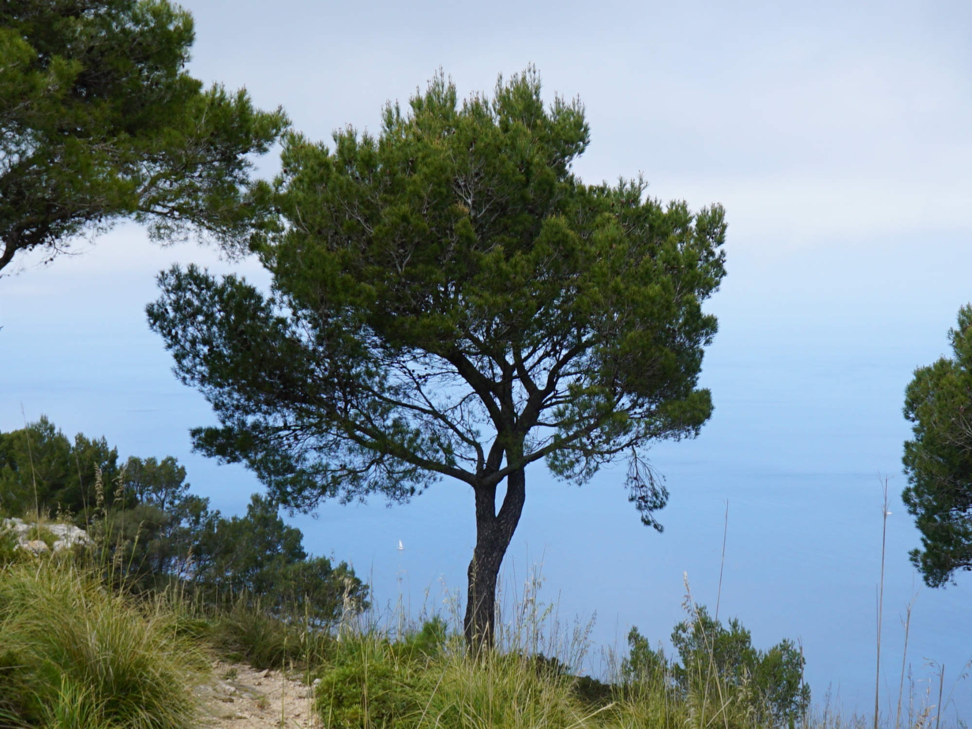 Pinus halepensis (Aleppo-Kiefer).