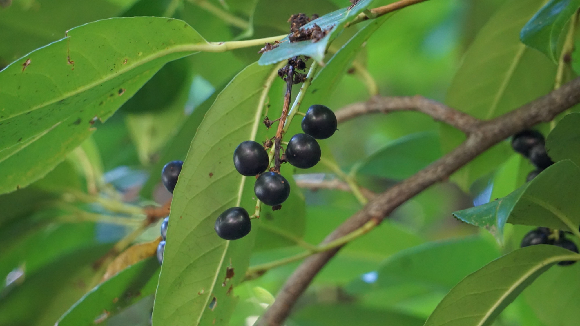 Prunus virginiana (Virginische Traubenkirsche).