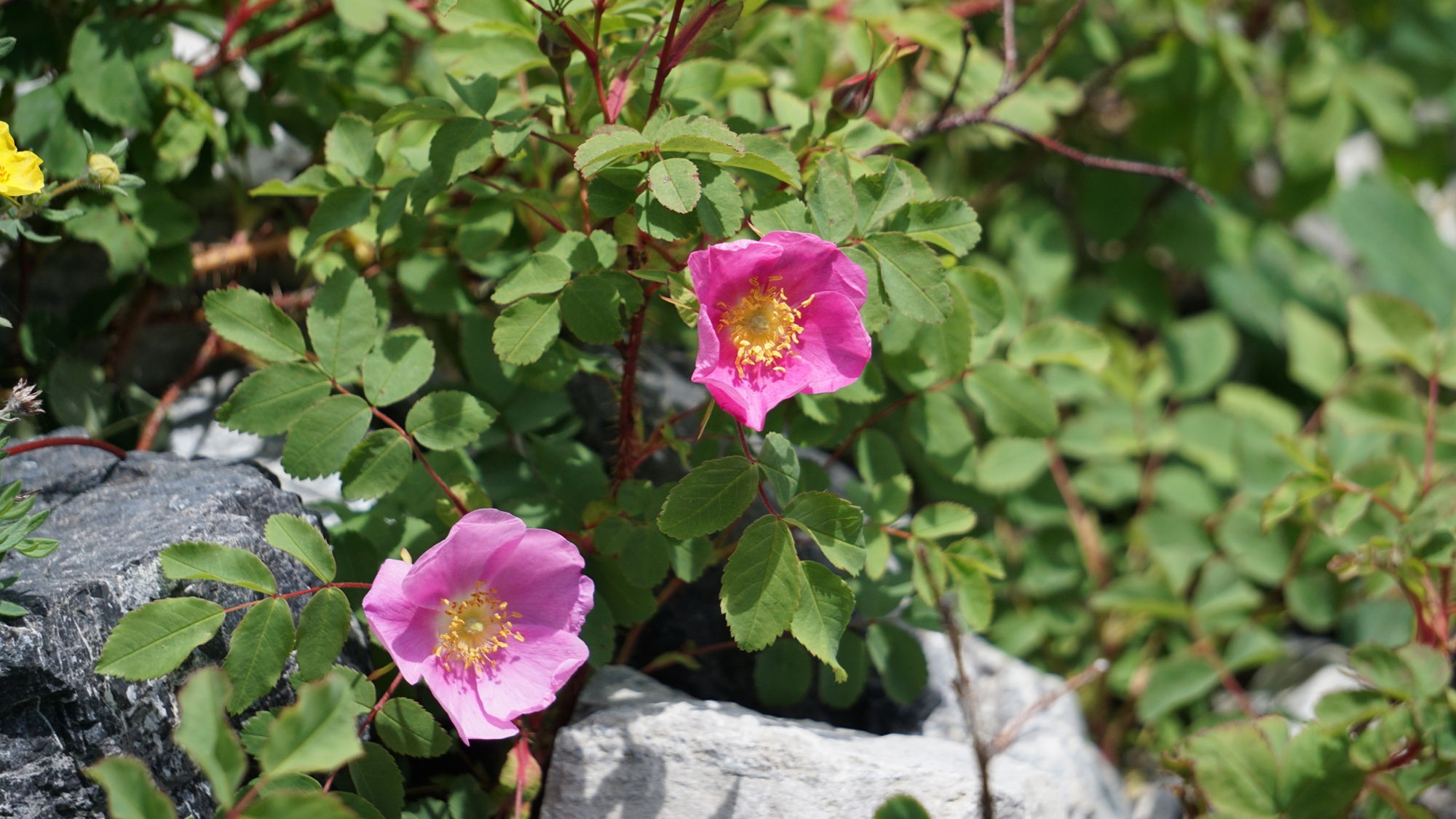 Rosa acicularis (Nadel-Rose).