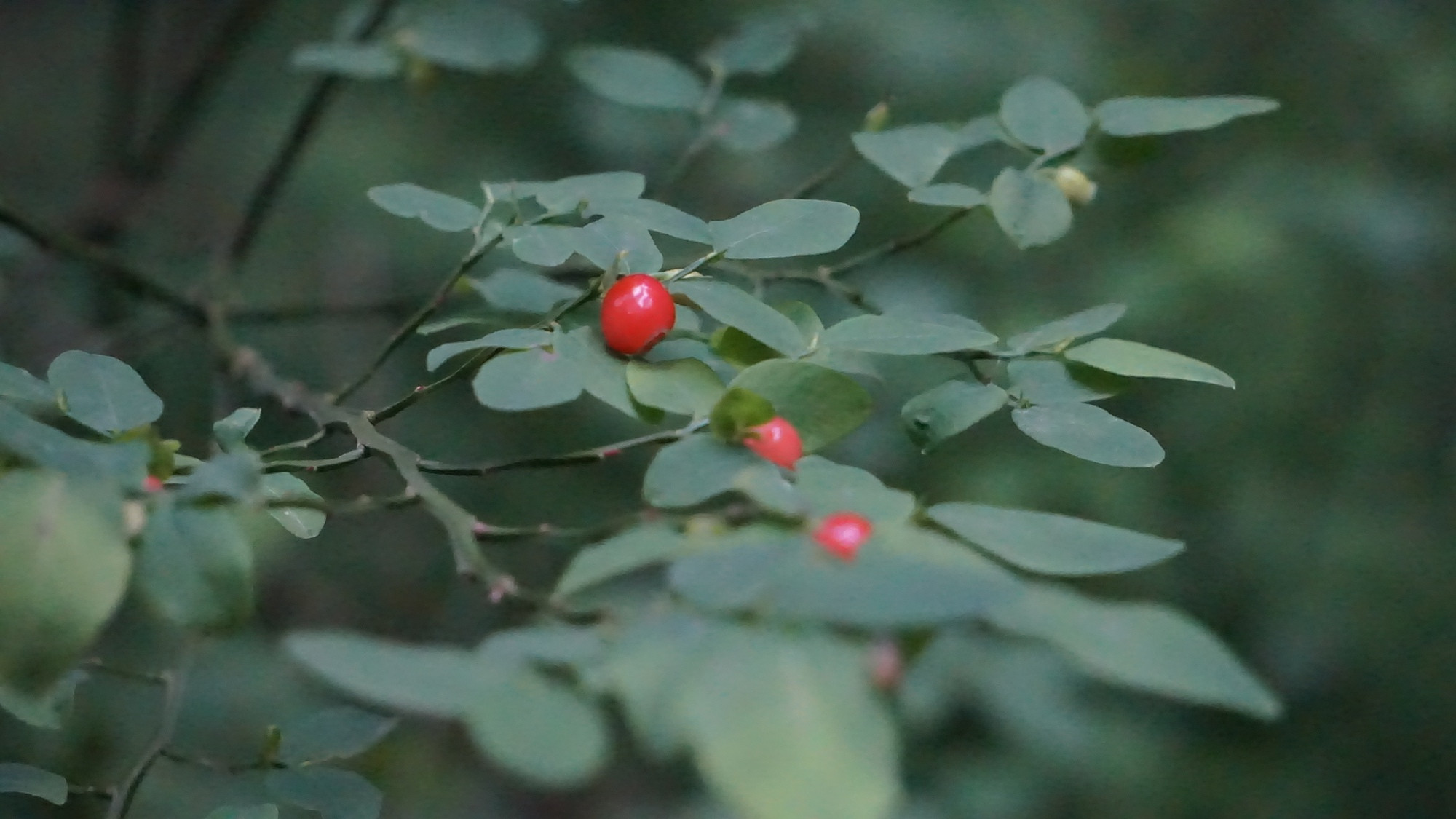 Vaccinium parvifolium (Red Huckleberry).