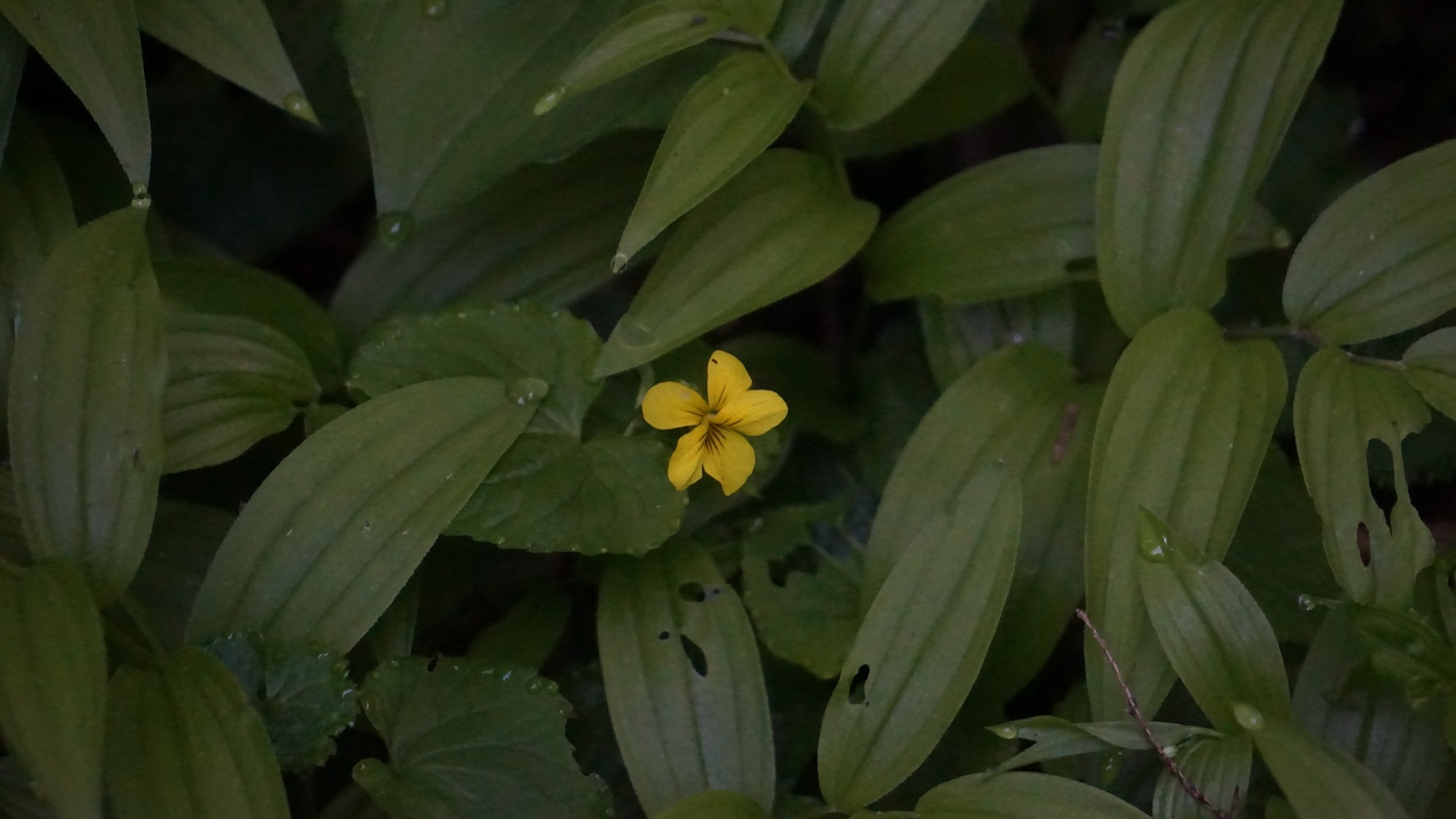 Viola sempervirens (Redwood Veilchen).