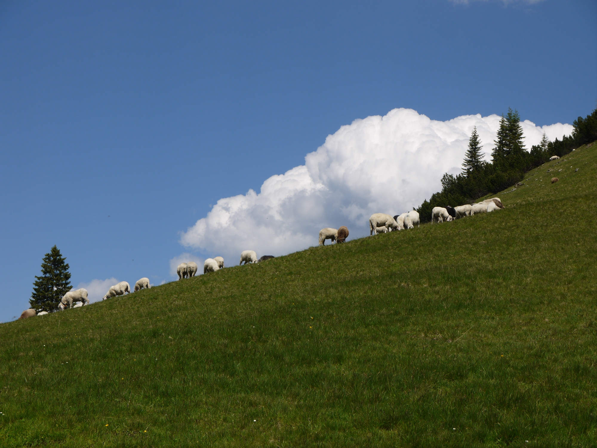 Schafe an der Kramerspitze.