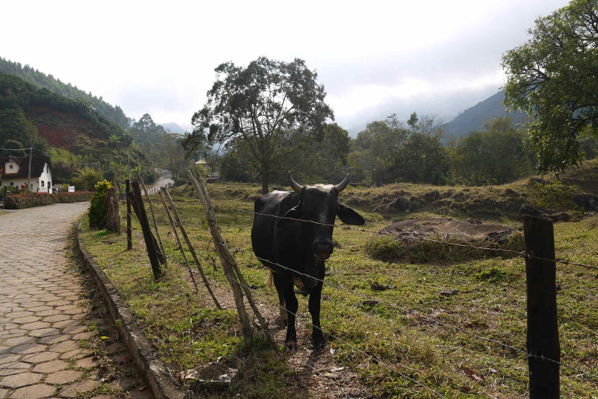 Eine Kuh bei Alto Caparaó.
