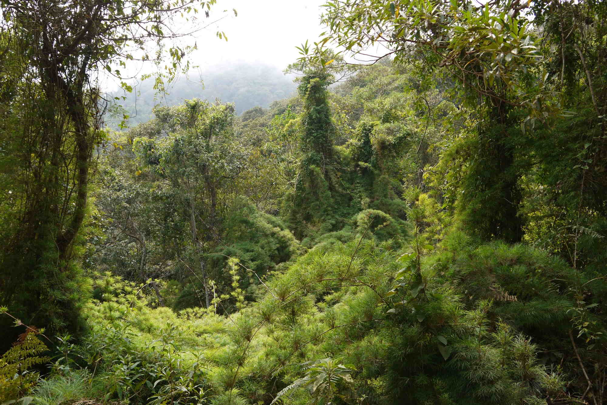 Der Regenwald am Pico da Bandeira.