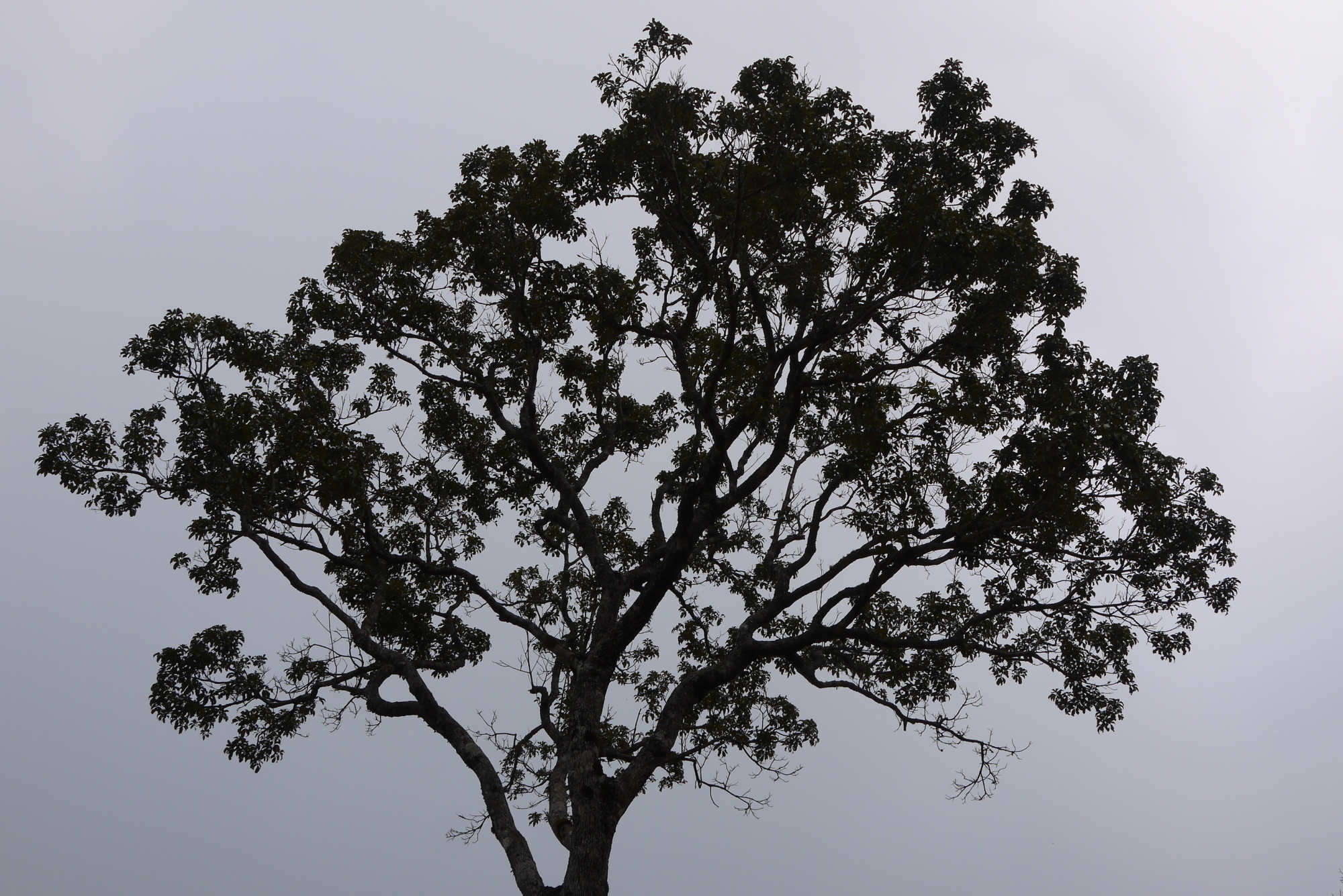Ein Baum am Pico da Bandeira.