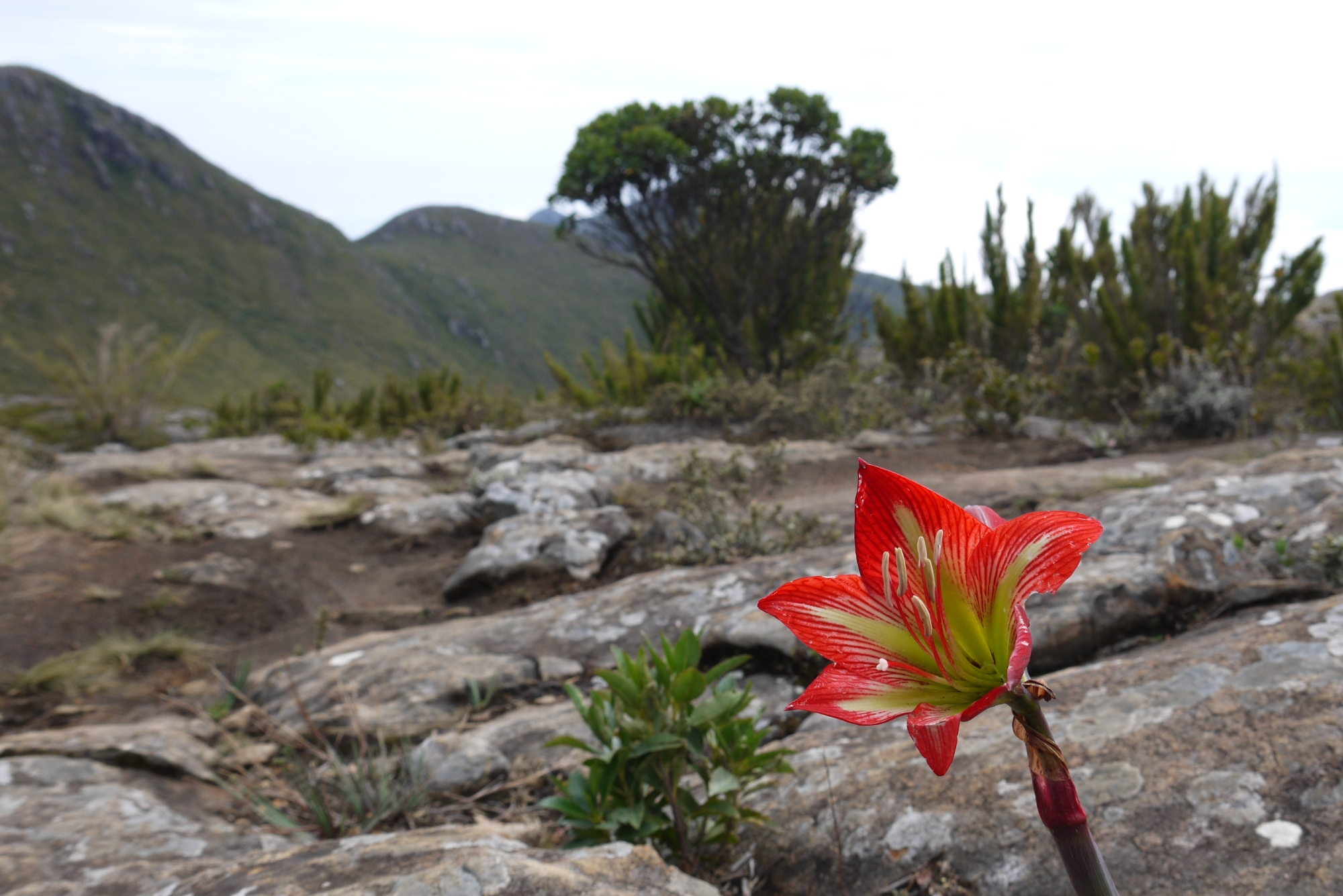 Eine Blume am Pico da Bandeira.