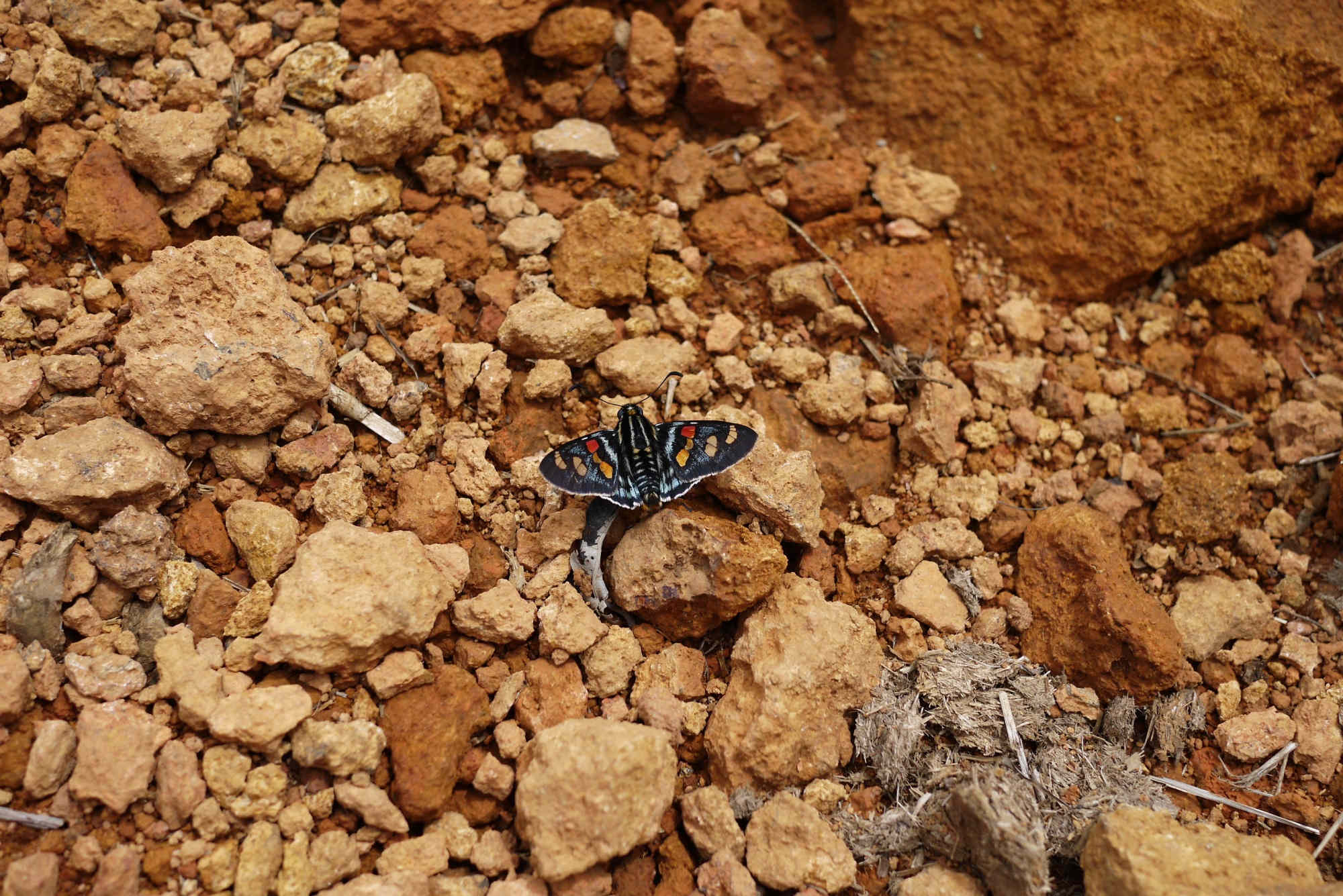 Ein Schmetterling am Pico da Bandeira.