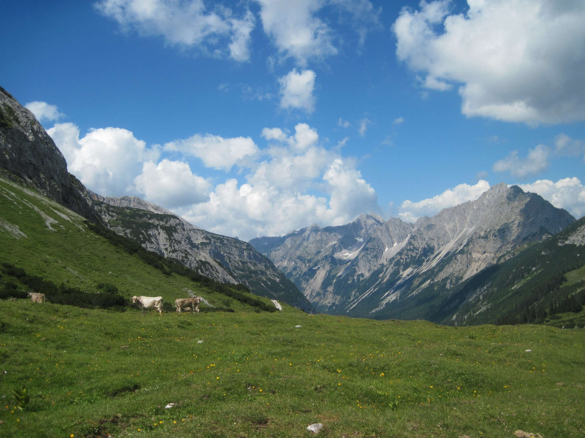 Grasende Kühe im Karwendeltal.