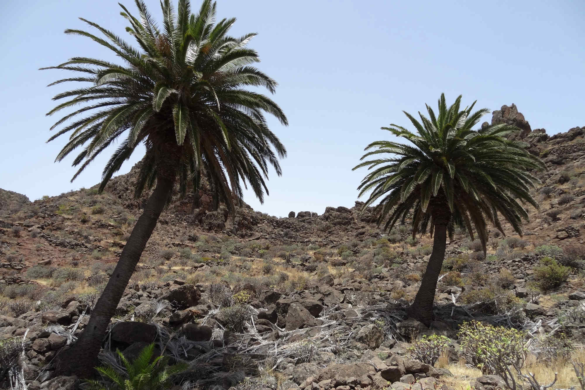 Palmen auf La Gomera.