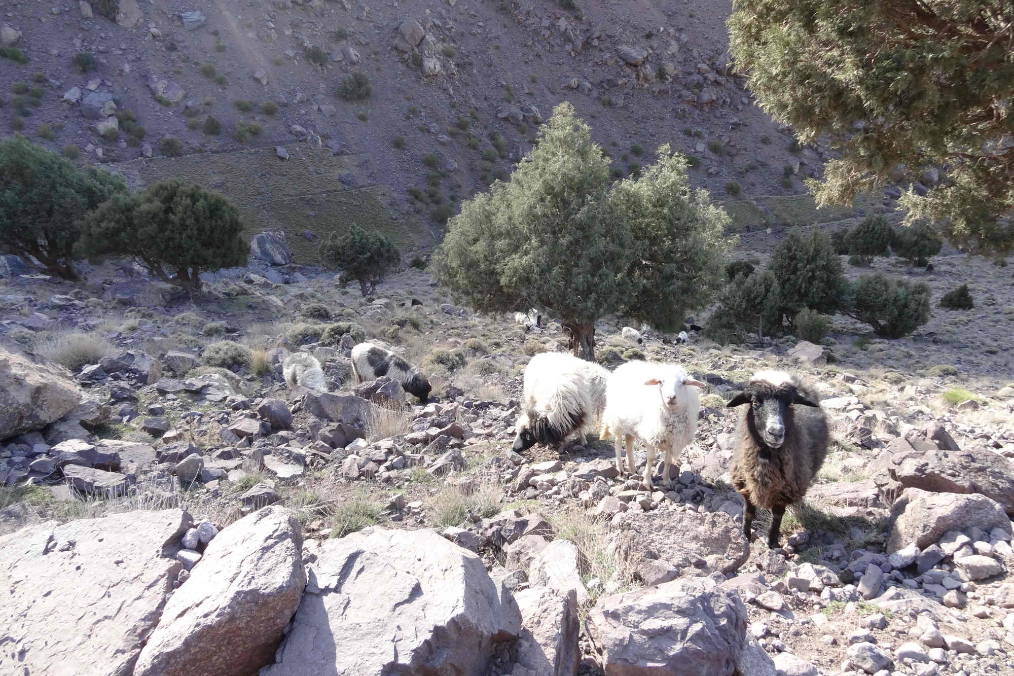 Ein paar Schafe bei Imlil.