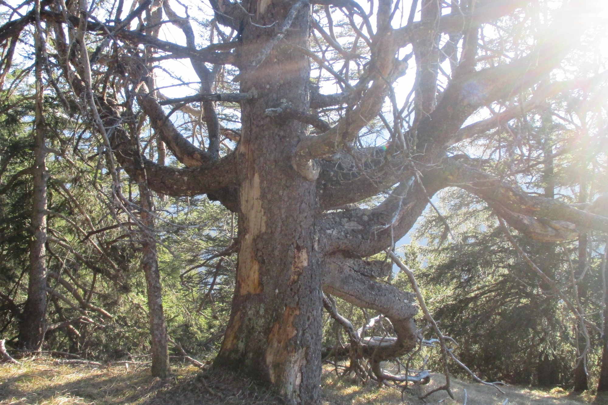 Der abgestorbene Baum auf dem Südhang des Hochjoch im Ammergebirge.
