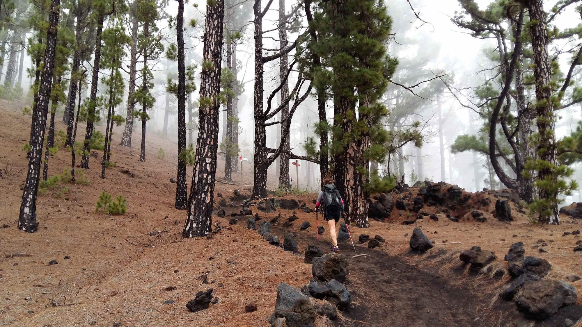 Nebel legt sich über die Ruta de los Volcánes.