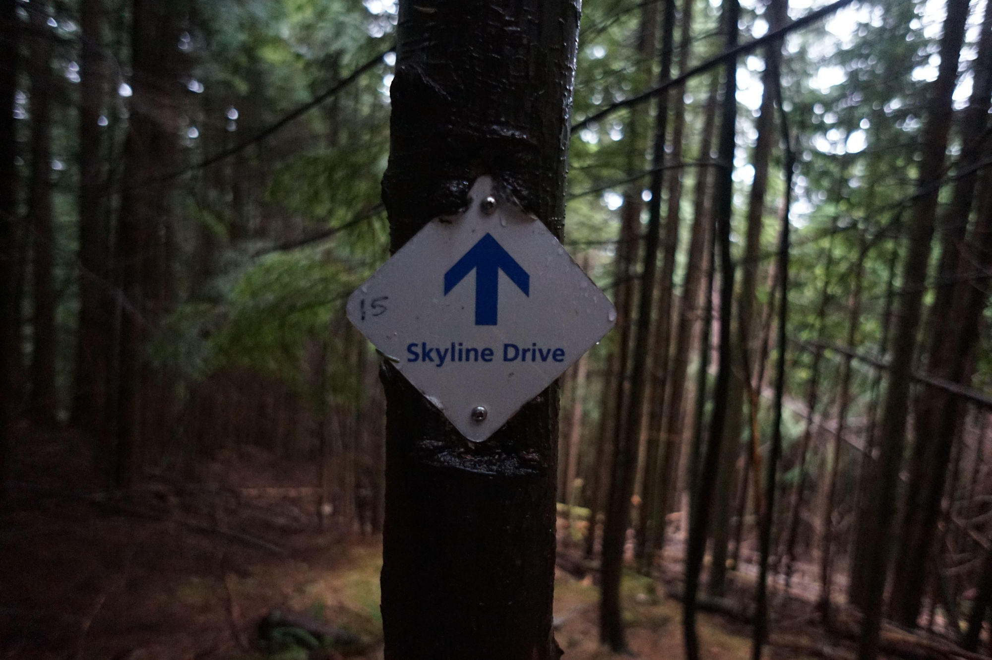 Der Skyline Trail am Grouse Mountain.
