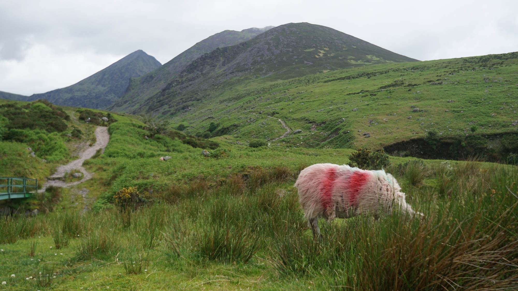 Ein Schaf vor dem Carrauntoohil.
