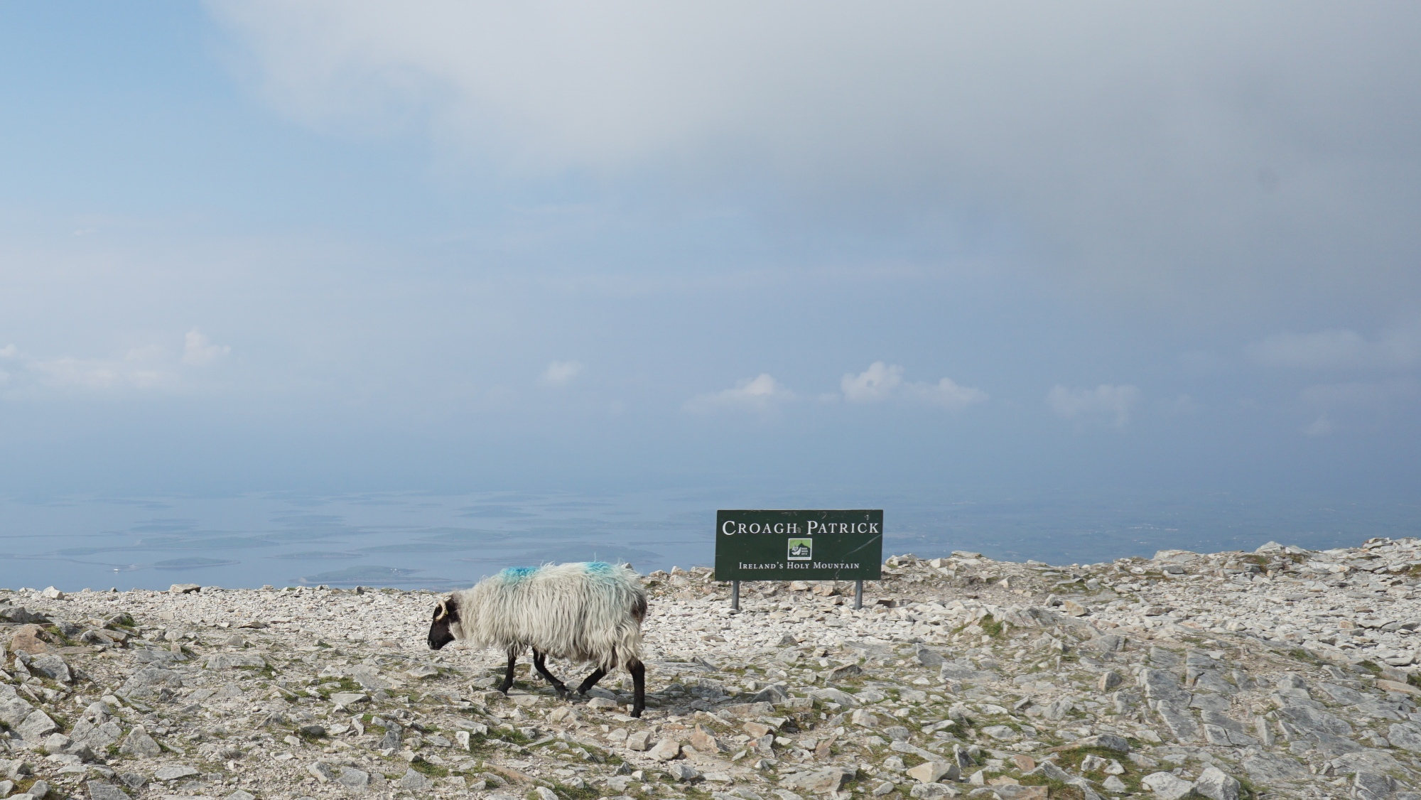 Ein Schaf am Gipfel des Croagh Patrick.