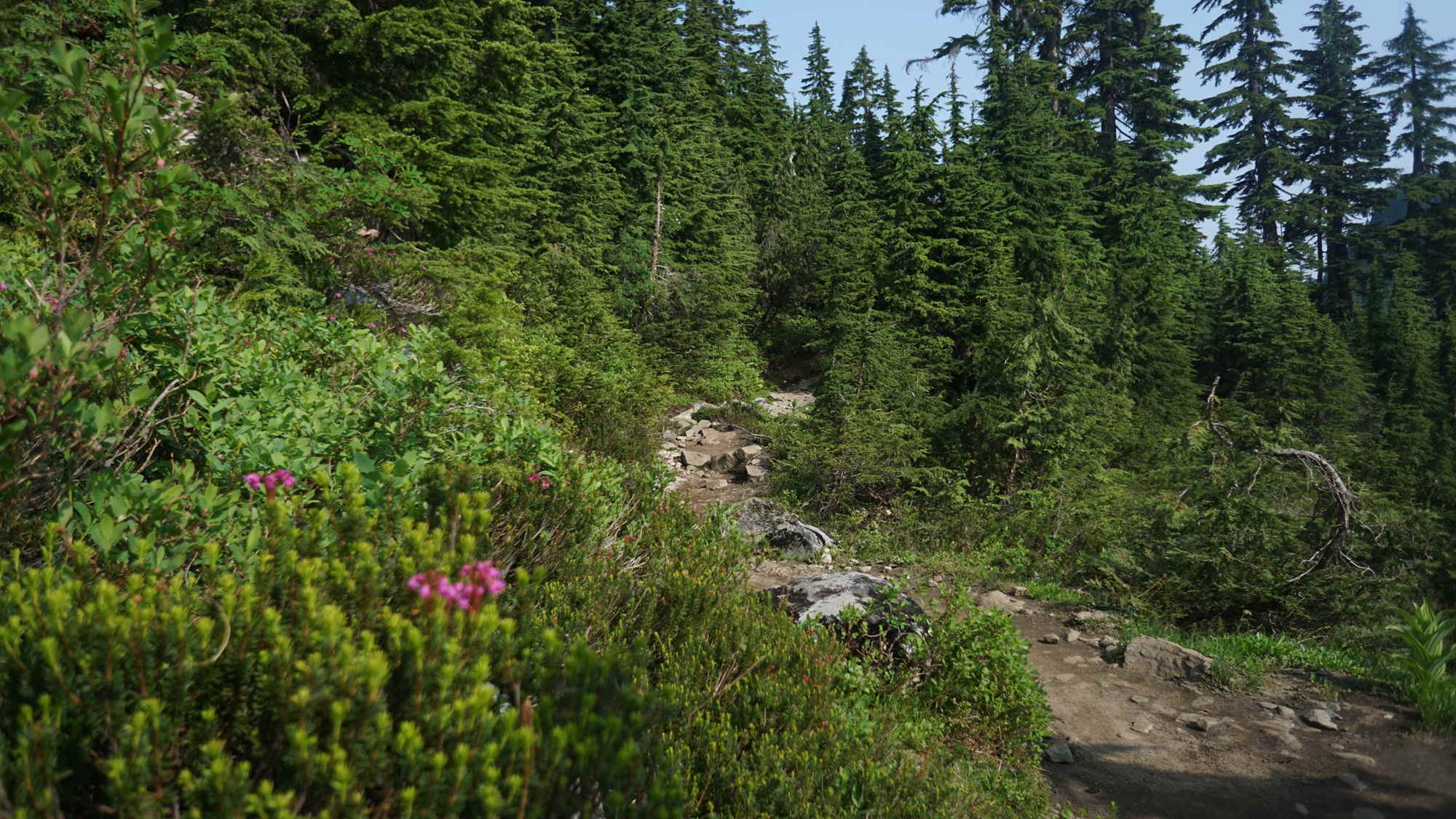 Der Alpine Trail.
