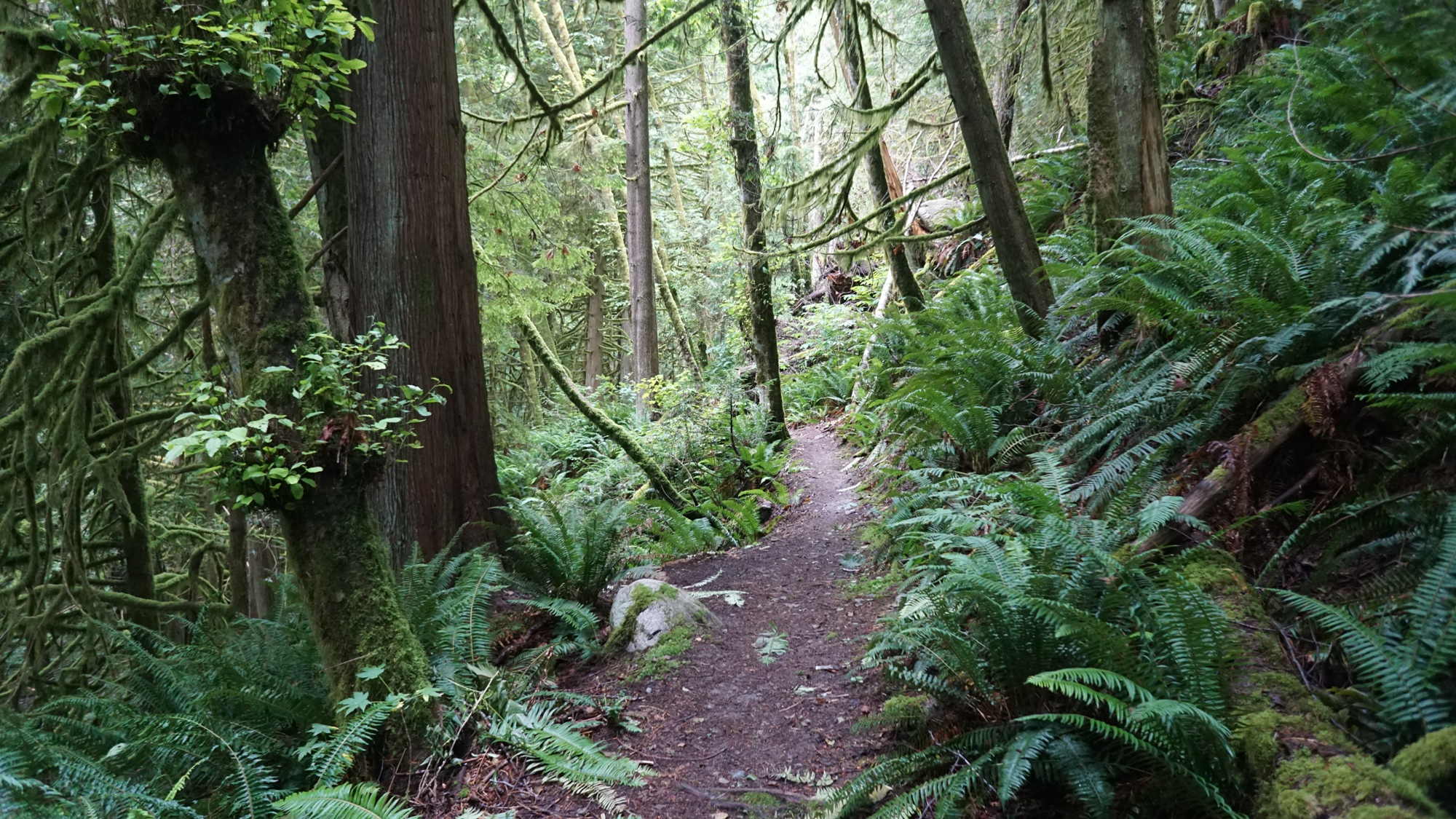 Der Regenwald am Fuße des Mount Elphinstone.