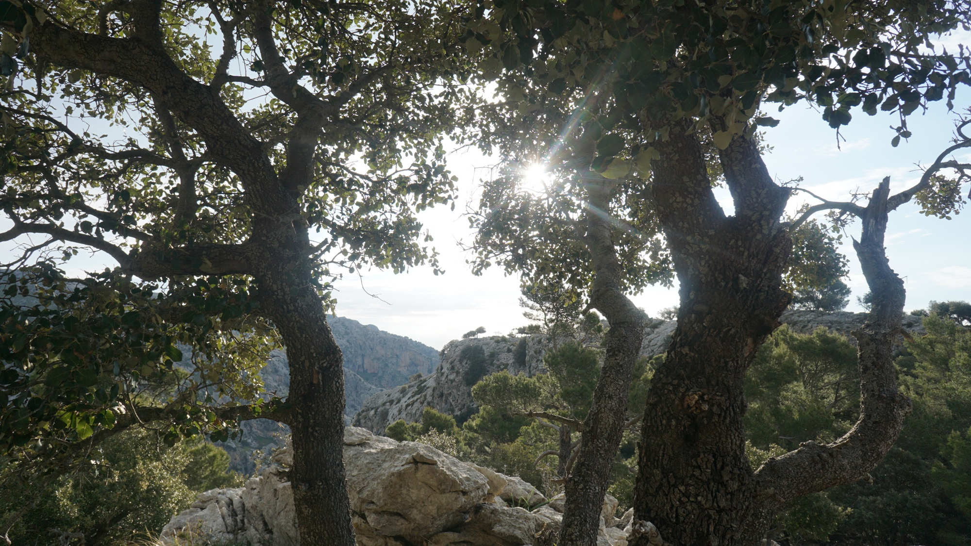 Steineichen am Coll des Bosc in der Serra de Tramuntana.