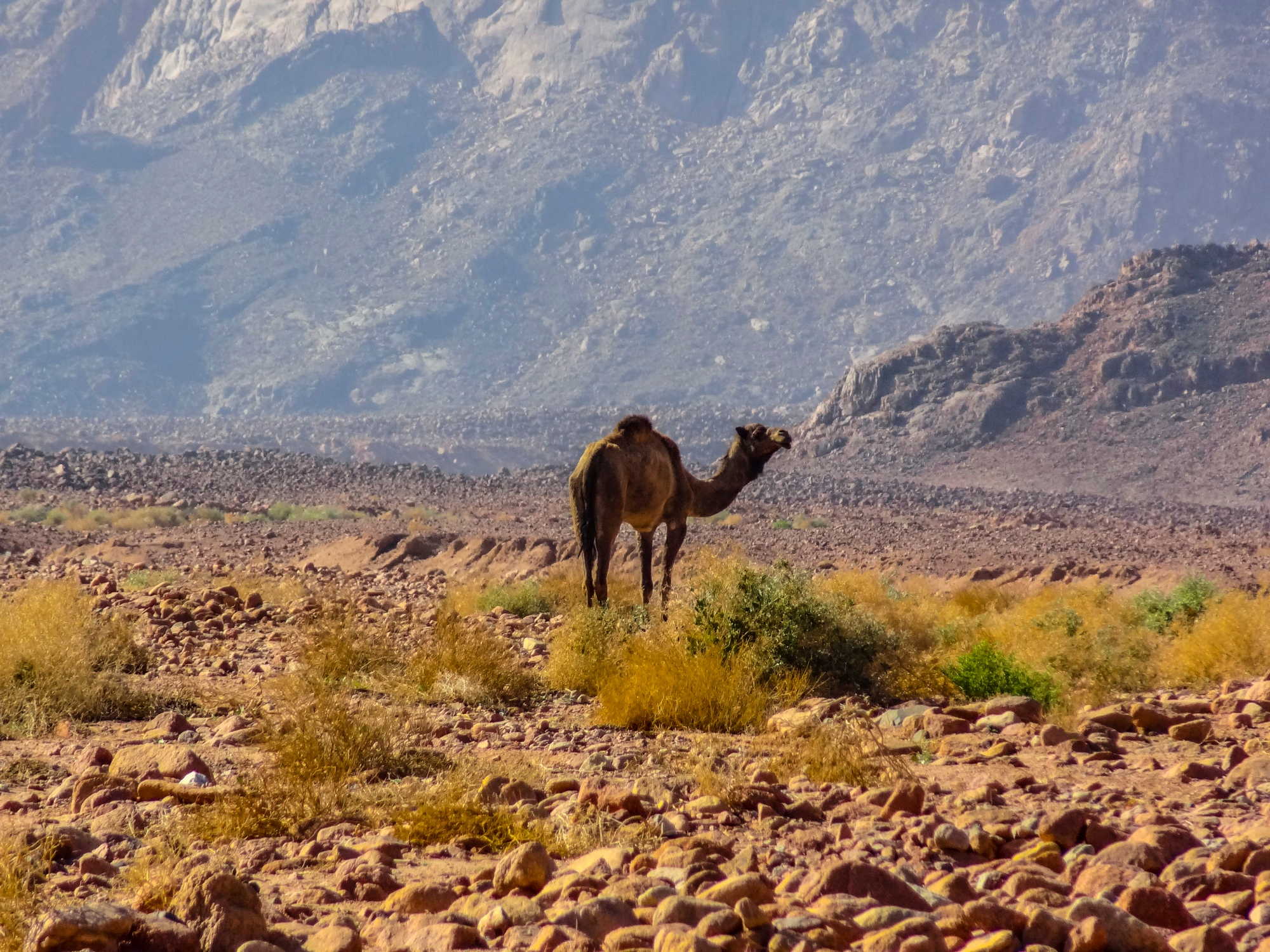 Ein Dromedar in der Wüste bei Hurghada.