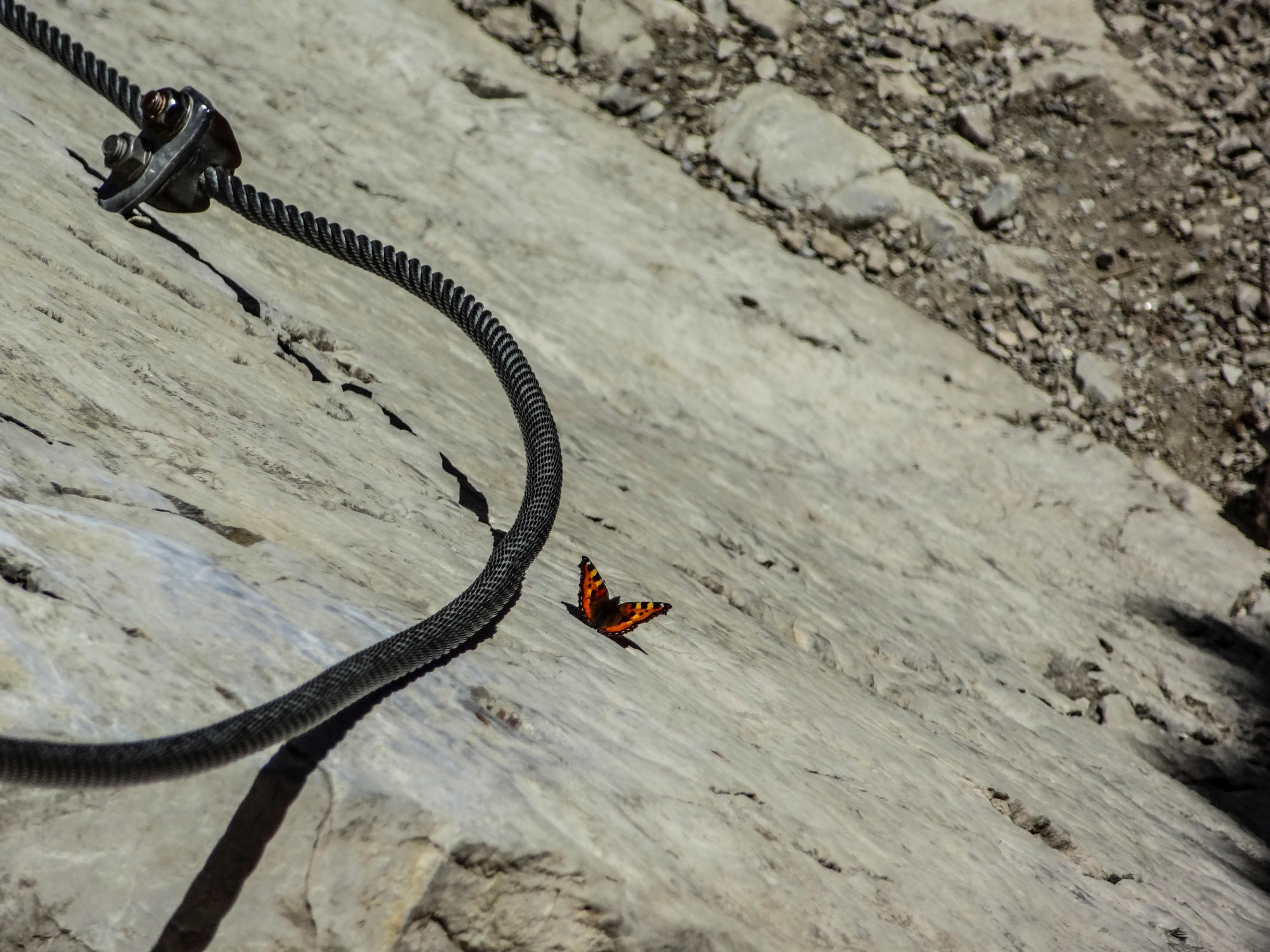 Ein Kleiner Fuchs neben einem Stahlseil am Salewa-Klettsteig in den Allgäuer Alpen.
