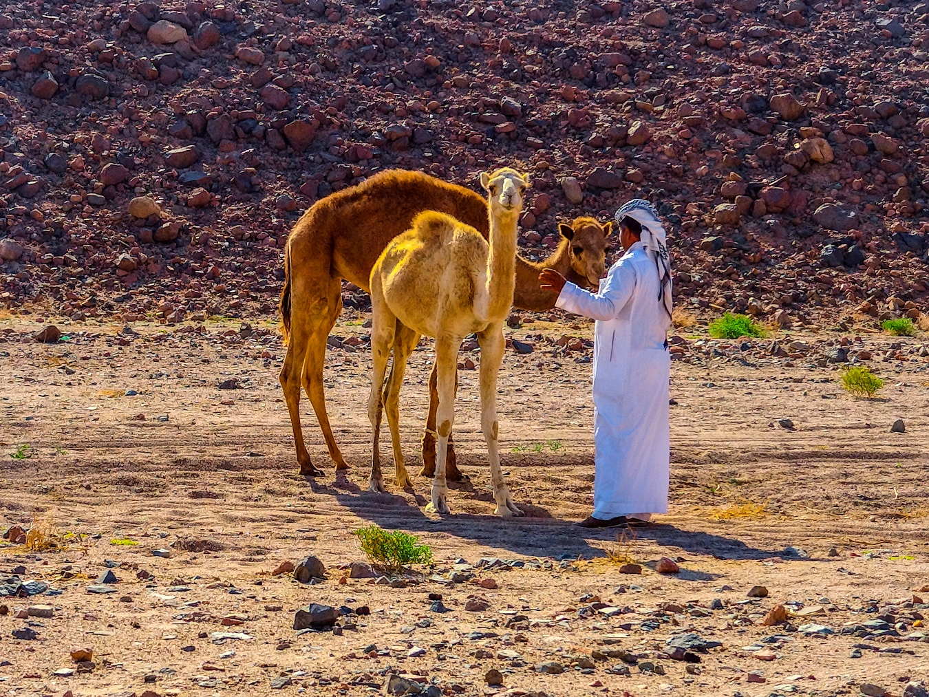 Dromedare in der Wüste bei Hurghada.