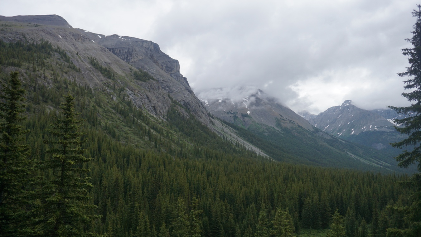 Die Wälder des Bryant Creek Valley in den Kanadischen Rockies.