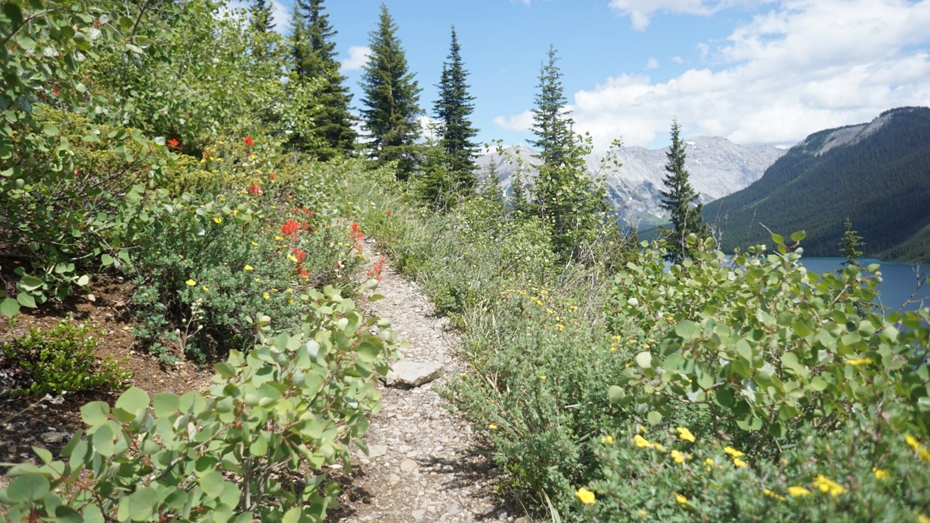 Der von Wildblumen gesäumte Pfad oberhalb des Marvel Lake in den Kanadischen Rockies.