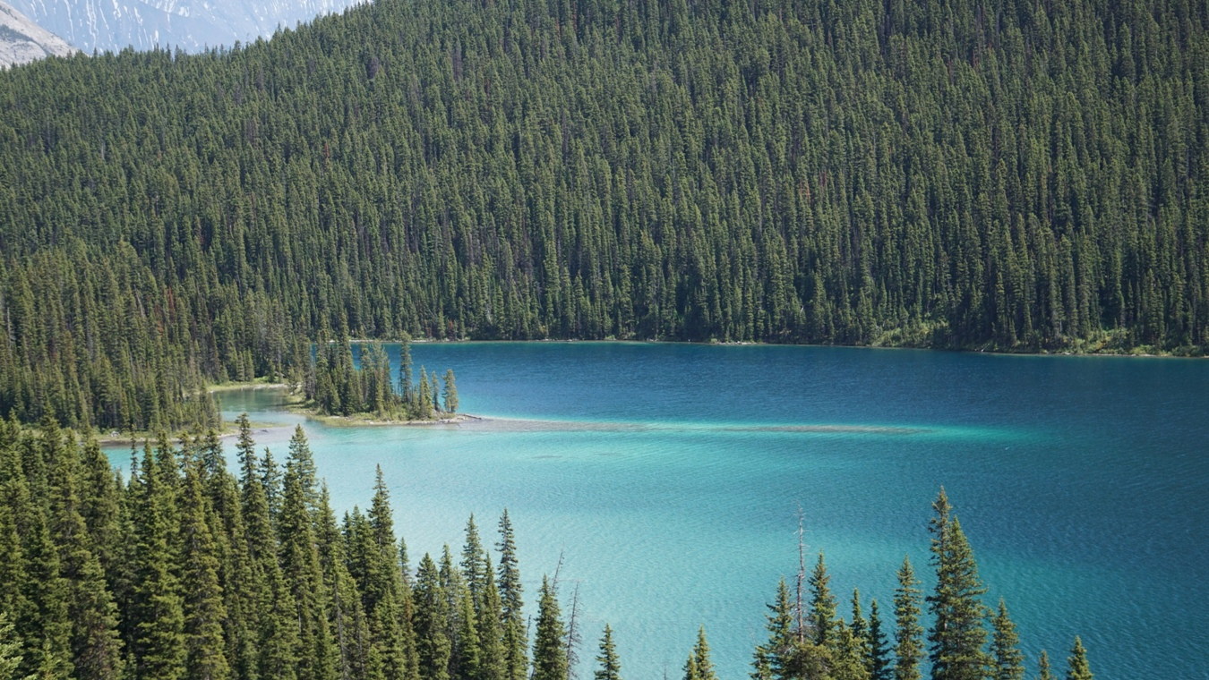 Die Insel des Marvel Lake in den Kanadischen Rockies.