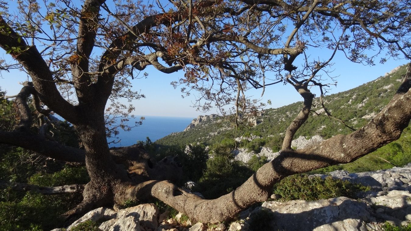 Ein Baum in der Schlucht von Bacu Goloritzè.