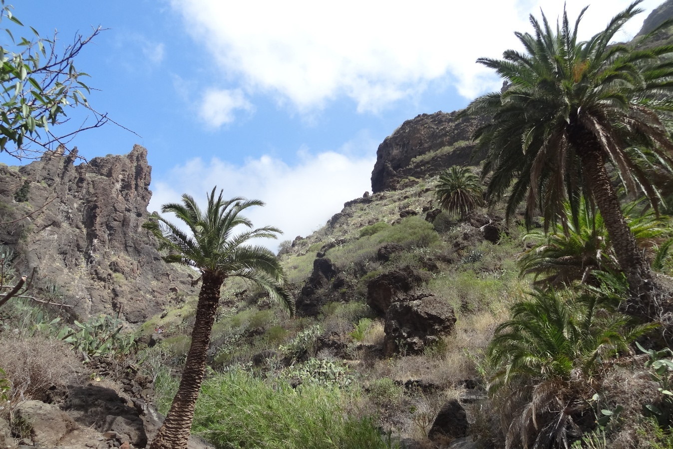 Palmen am oberen Eingang der Masca-Schlucht im Teno-Gebirge Teneriffas.