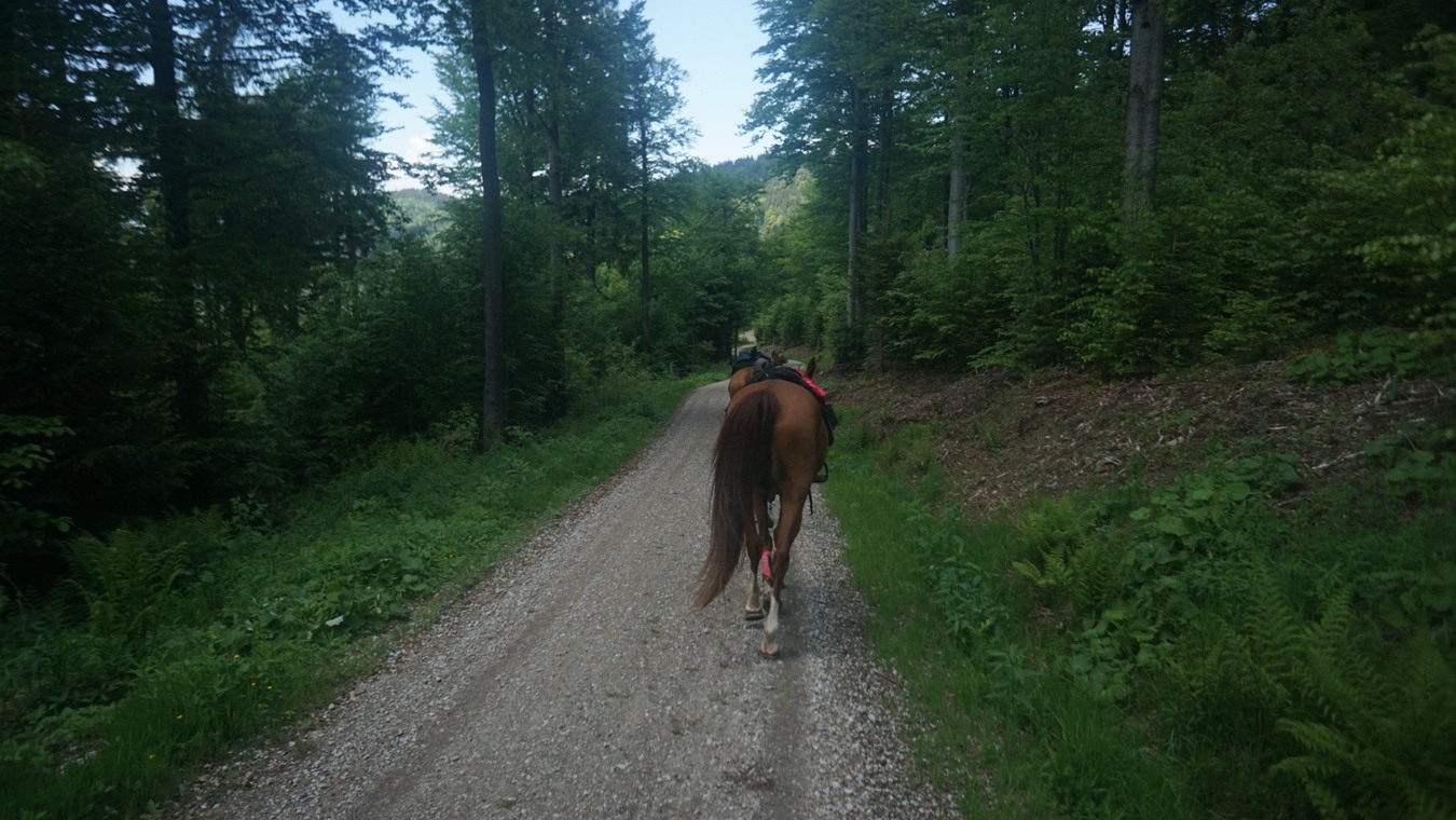 Pferde auf dem Marderweg.