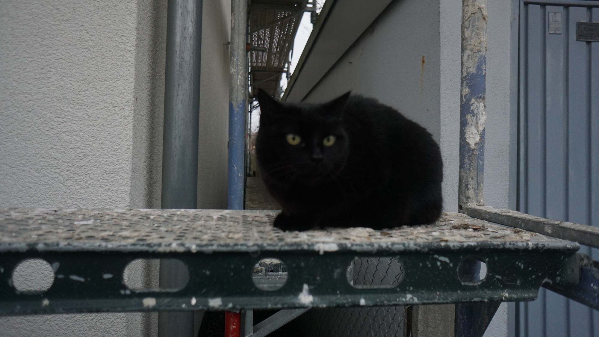 Eine schwarze Katze in Dillingen.