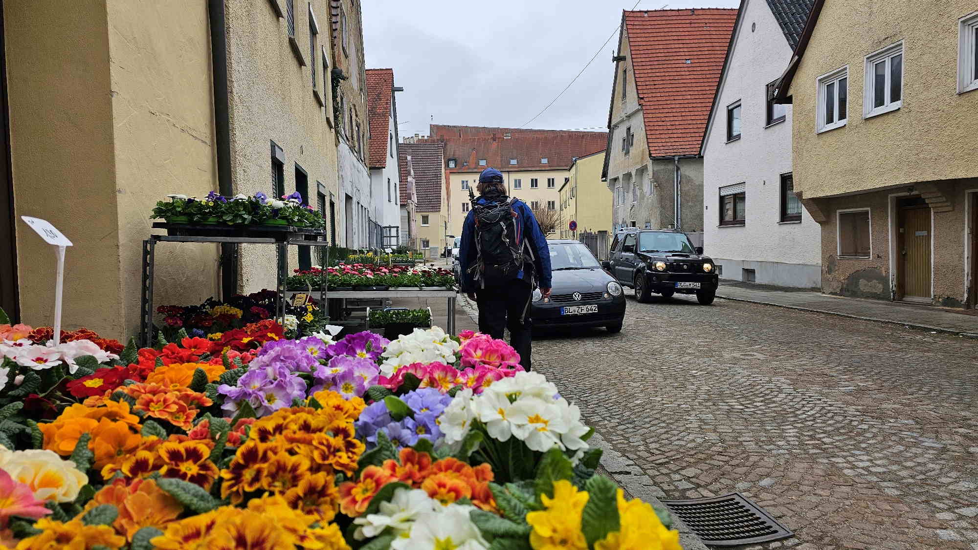 Blumen in der Zenettistraße in Lauingen.